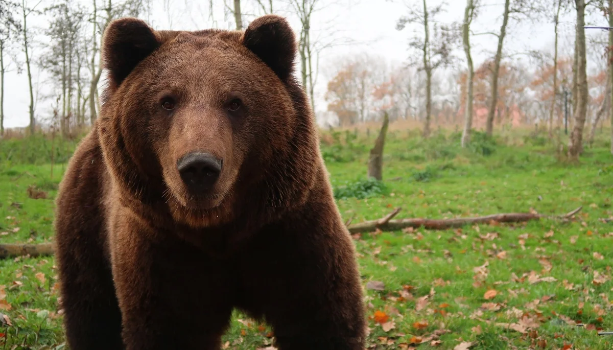 Bieszczady. Idzie wiosna, niedźwiedzie budzą się z zimowego snu. Jak zachować się w przypadku spotkania z tym drapieżnikiem? - Zdjęcie główne