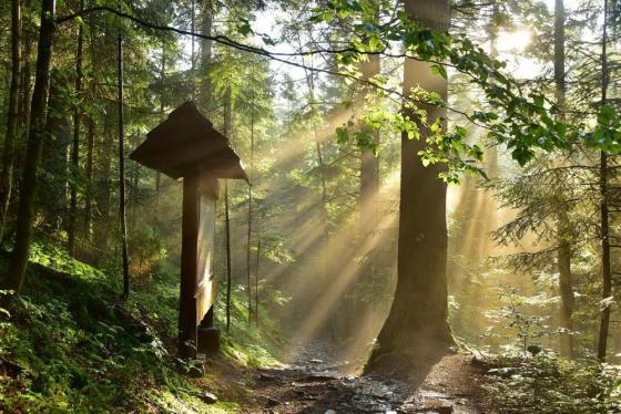 Zakończono prace w rezerwacie „Gołoborze” położonym w zasięgu  Doliny Rabskiego Potoku [FOTO] - Zdjęcie główne