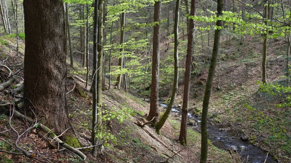 Bieszczady. Pogoda i warunki górskie na dziś. Środa, 17 kwietnia - Zdjęcie główne