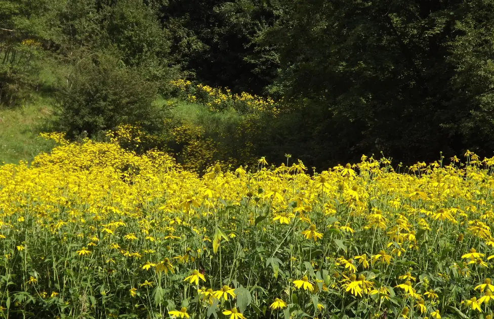 Rudbekia w Bieszczadach - Zdjęcie główne