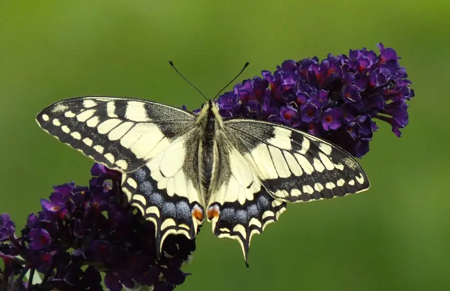 Piękny motyl - Zdjęcie główne