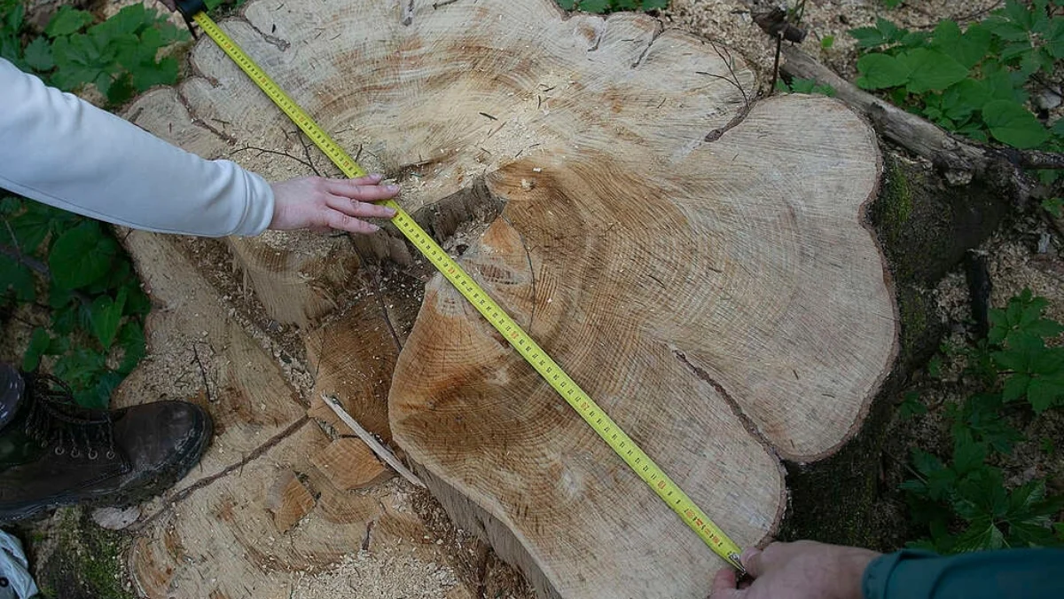Nielegalne wycinki drzew w Nadleśnictwie Stuposiany? Leśnicy: Wszystko jest zgodne z prawem - Zdjęcie główne