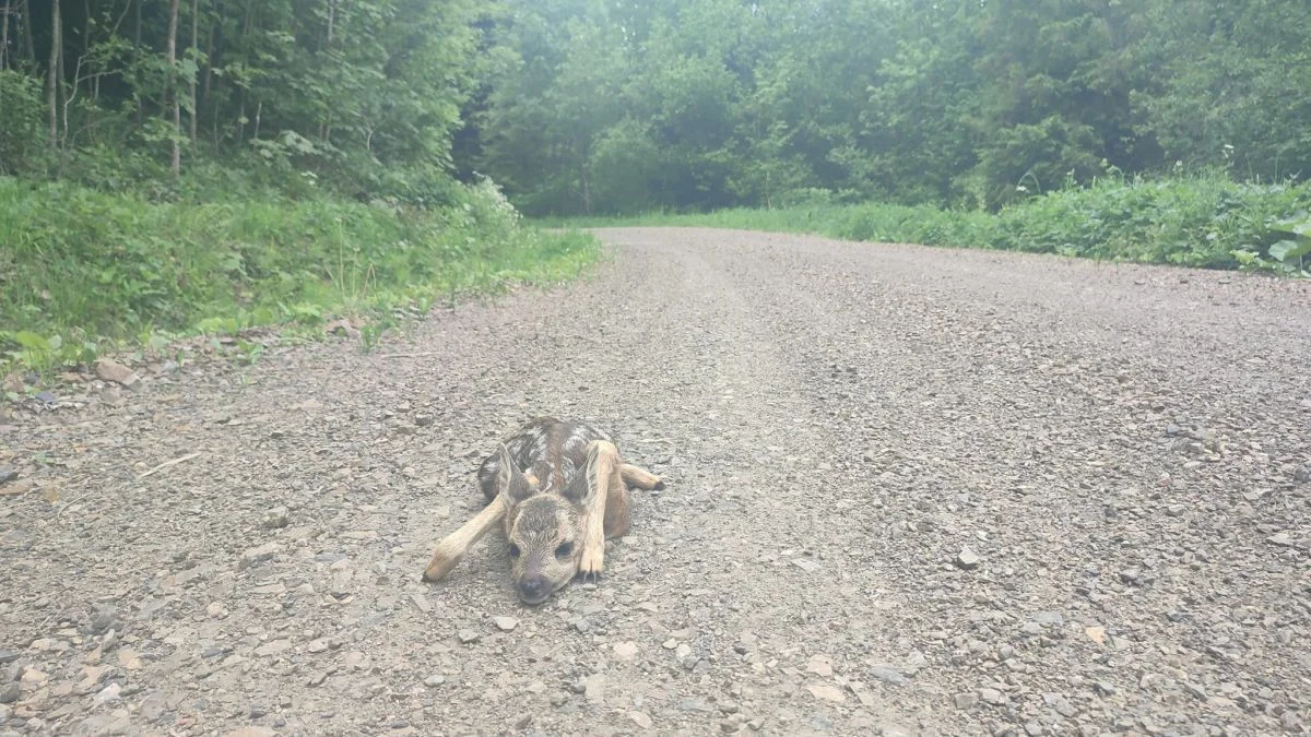 Bieszczady. Spotkałeś małą sarenkę w lesie? Sprawdź, co radzą leśnicy! - Zdjęcie główne