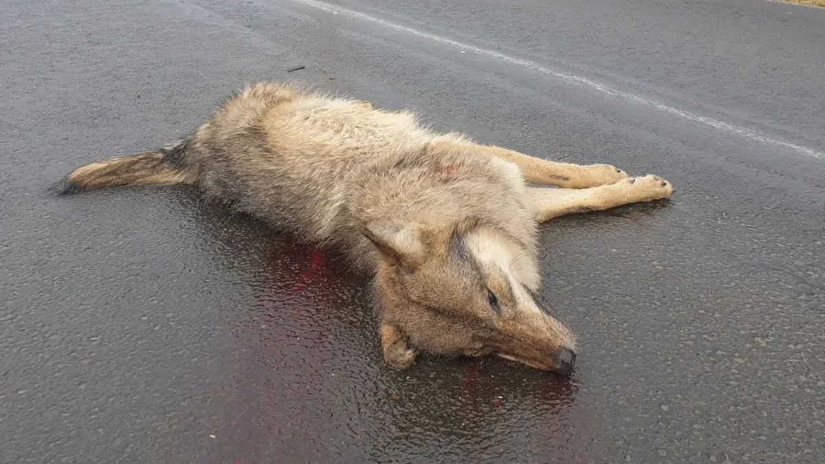 Sakowczyk. Wilk nie przeżył zderzenia z samochodem. Kierowca oddalił się z miejsca wypadku - Zdjęcie główne