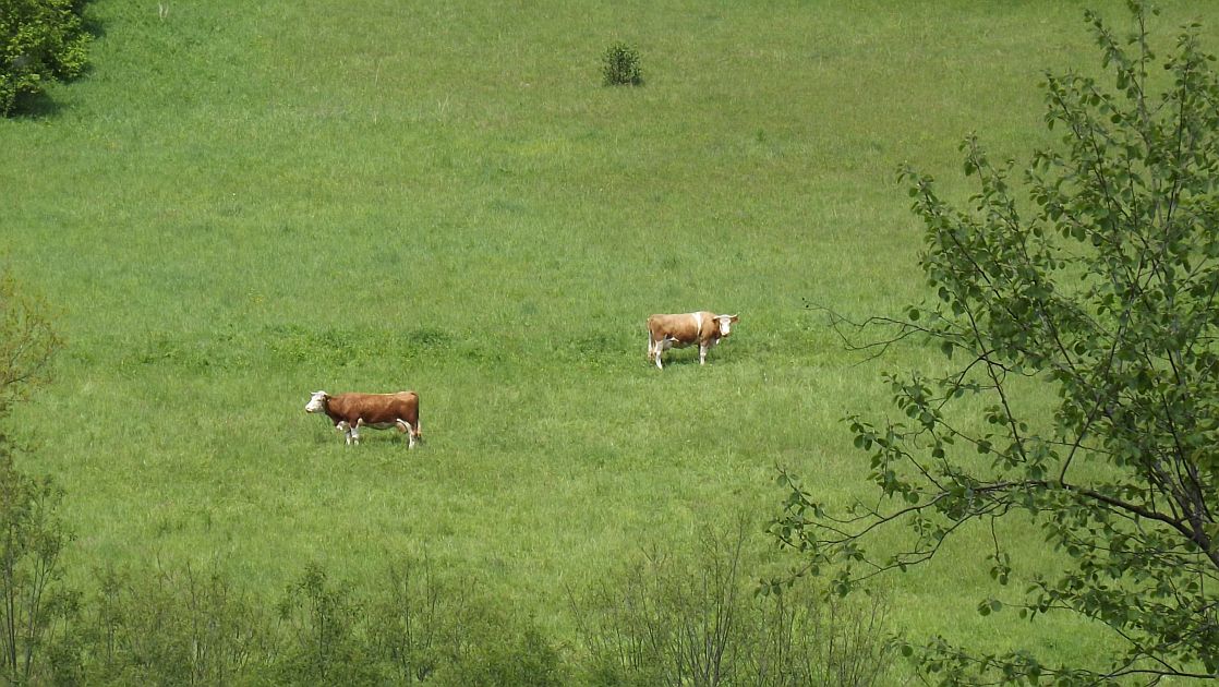 Krowa ważniejsza niż mąż lub żona? - Zdjęcie główne