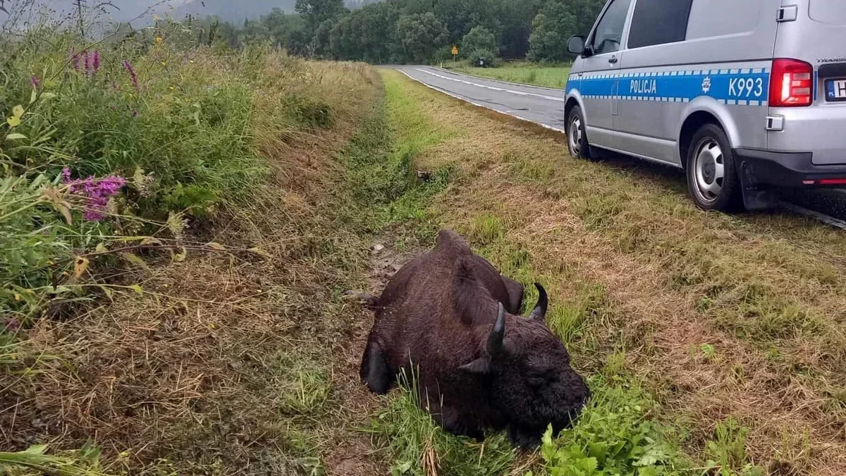 Bieszczady. Kolizja z udziałem samochodu i żubra. Zwierzę nie przeżyło. Co z kierowcą? - Zdjęcie główne