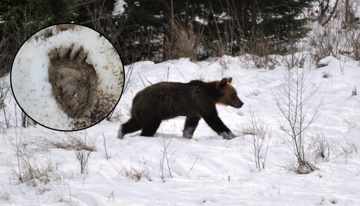 "Ustrzyckie niedźwiedzie jeszcze nie śpią". Leśnicy pokazali zdjęcie z Bieszczadów - Zdjęcie główne