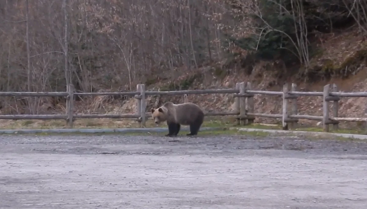 Niedźwiedź buszował po parkingu w Bieszczadach. Leśnicy apelują: Nie zostawiajmy śmieci, to przyciąga dzikie zwierzęta [WIDEO] - Zdjęcie główne