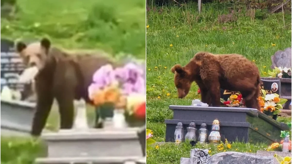 Niedźwiedź złapany na gorącym uczynku. Podczas spaceru po cmentarzu w Wołkowyi zjadał parafinę ze zniczy [WIDEO] - Zdjęcie główne