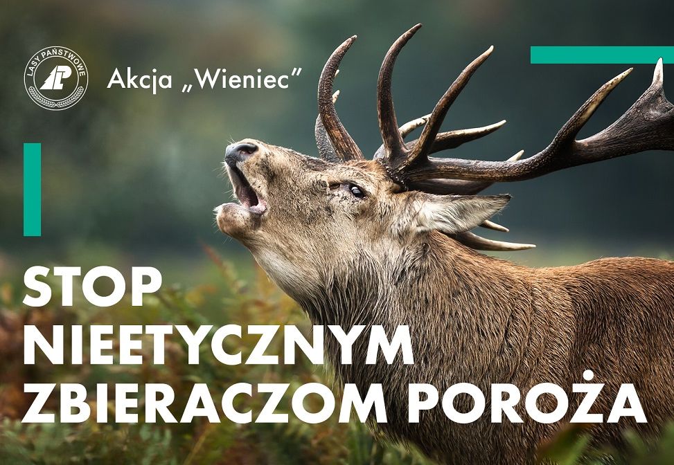 Akcja Straży Leśnej - "Wieniec" - Zdjęcie główne