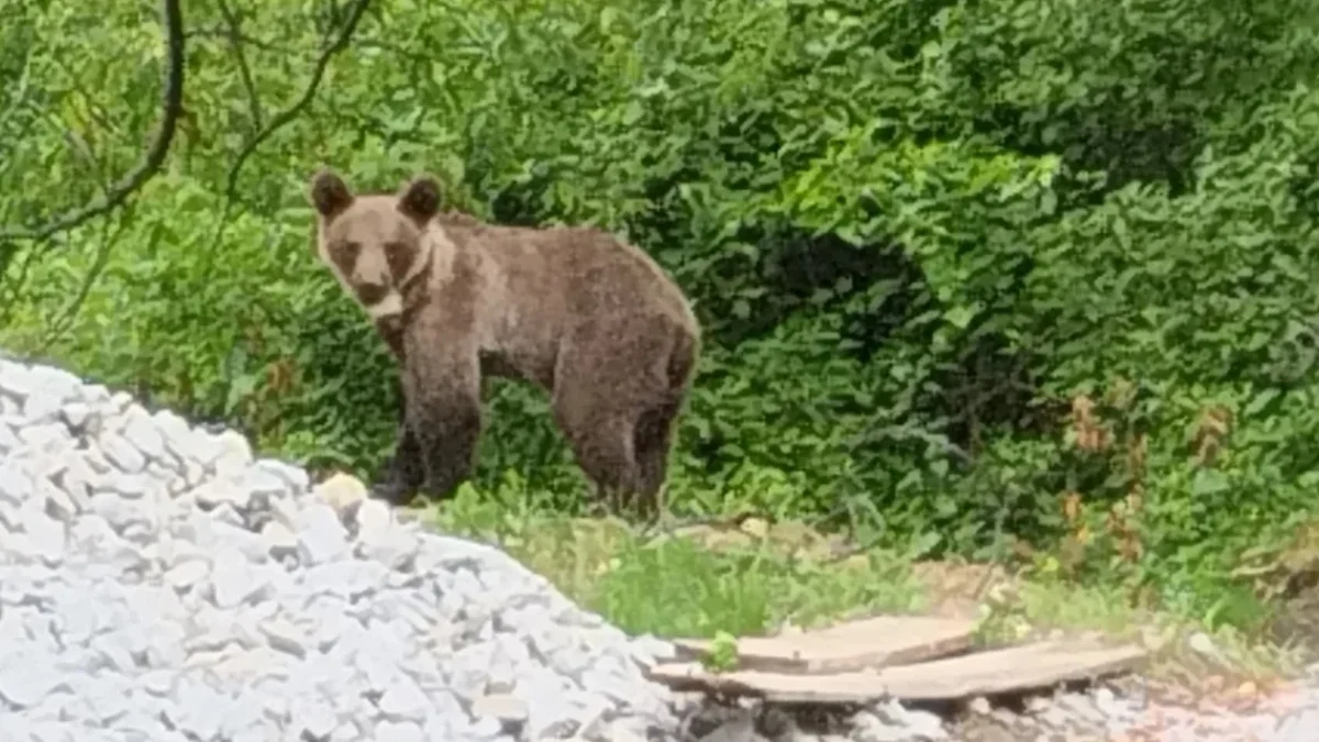 Niedźwiedzica, którą uśpiono i wywieziono w Bieszczady ponownie wyszła z lasu. Tym razem spotkano ją w okolicach sanockiego skansenu - Zdjęcie główne