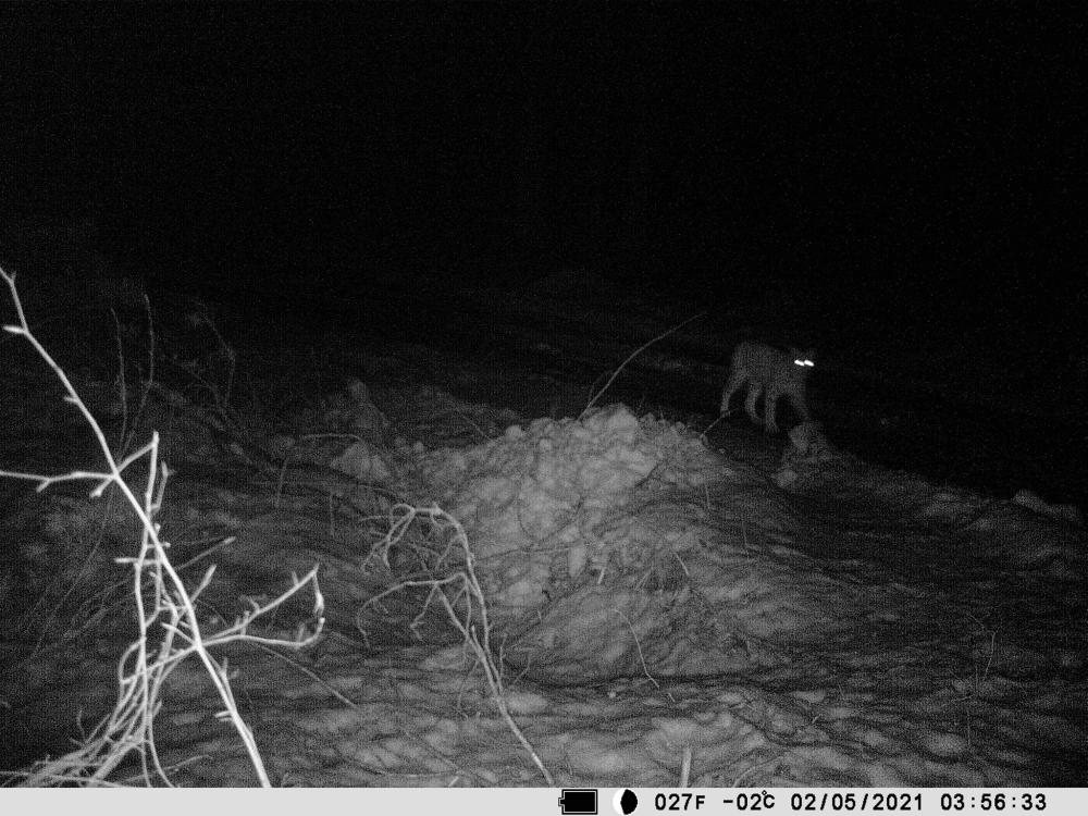 W fotopułapkę leśników złapał się ryś. Rysie wychodzą poza Bieszczady - Zdjęcie główne