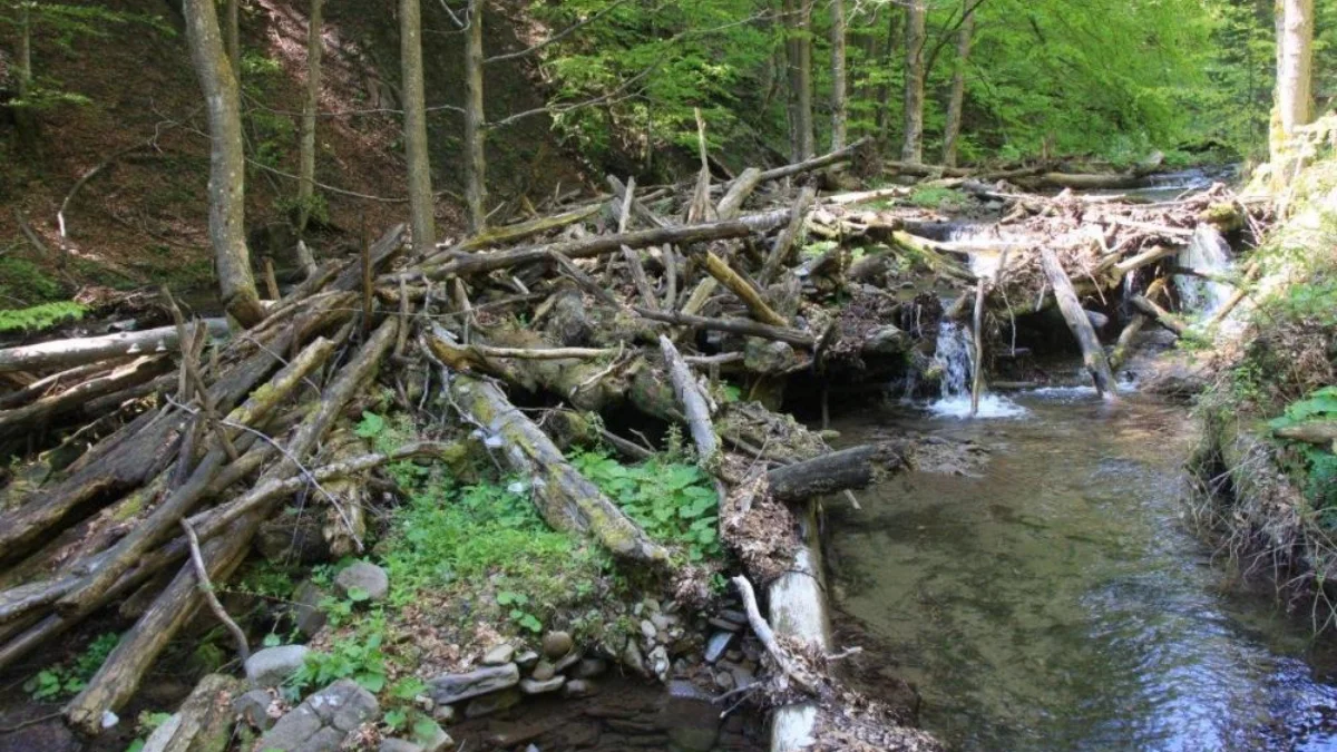 W Bieszczadach mają powstać nowe rezerwaty. „To rzeczywisty wkład w ochronę przyrody” - Zdjęcie główne