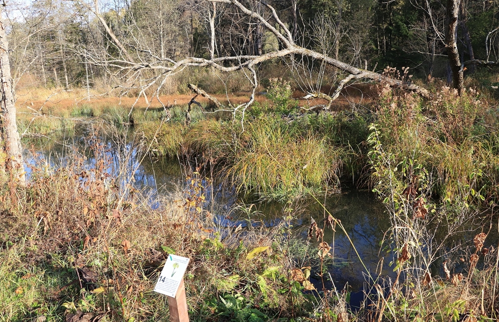 Fot. Ewa Bujalska - BdPN / Przystanek nr 14 - bobrowe rozlewiska.