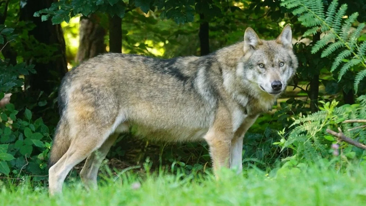 Wilki budzą ogromny niepokój. Mieszkańcy Ustrzyk Dolnych boją się o swoje bezpieczeństwo - Zdjęcie główne