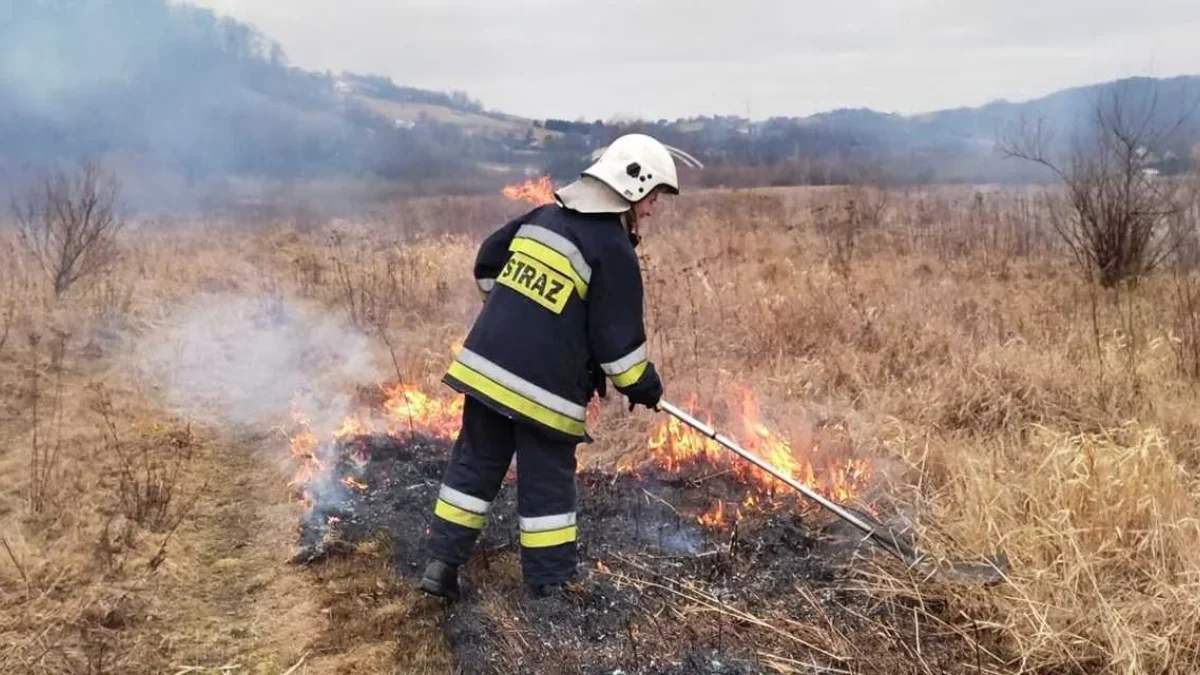 Ogień niszczy i zabija zwierzęta. Strażacy apelują: STOP wypalaniu traw! - Zdjęcie główne