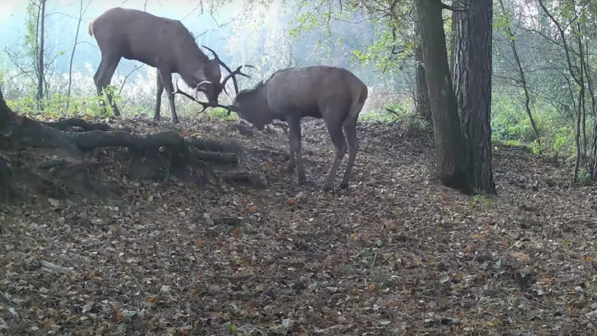 Wielki pojedynek pięknych jeleni. Zobaczcie, jak to wygląda [WIDEO] - Zdjęcie główne