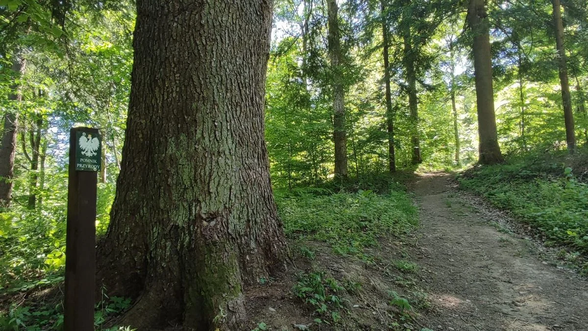 Bieszczady mają kolejny pomnik przyrody. To „strażnik” pamięci o wydarzeniach z przeszłości - Zdjęcie główne