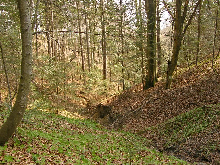 21 marca. Międzynarodowy Dzień Lasów i kampania "Łączą nas drzewa" - Zdjęcie główne