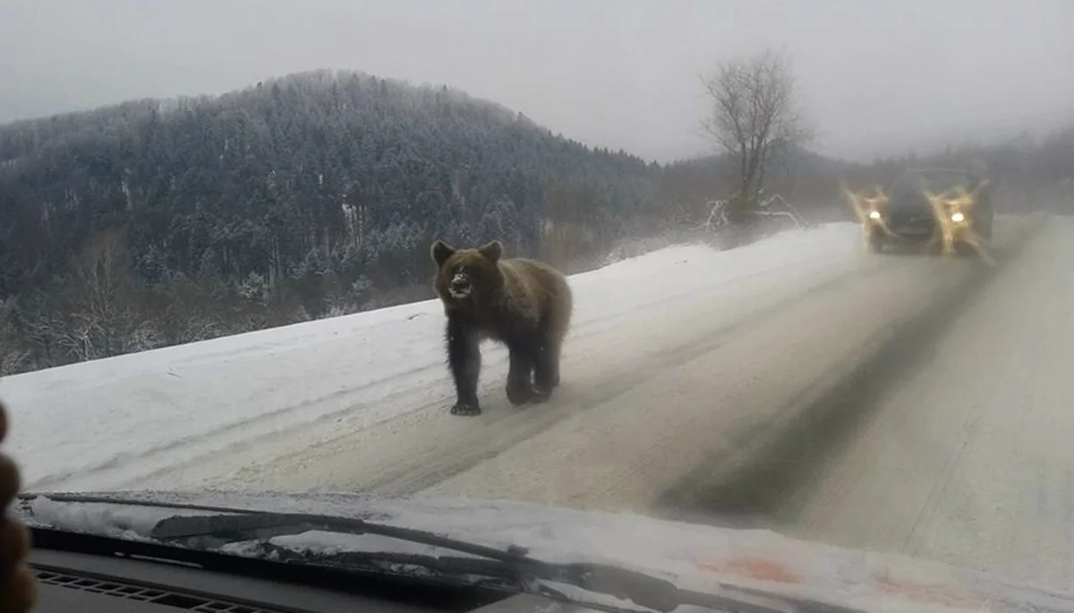O niedźwiedziu, który w 2017 roku spacerował środkiem drogi z Polany do Czarnej. Jak zakończyła się jego historia? - Zdjęcie główne