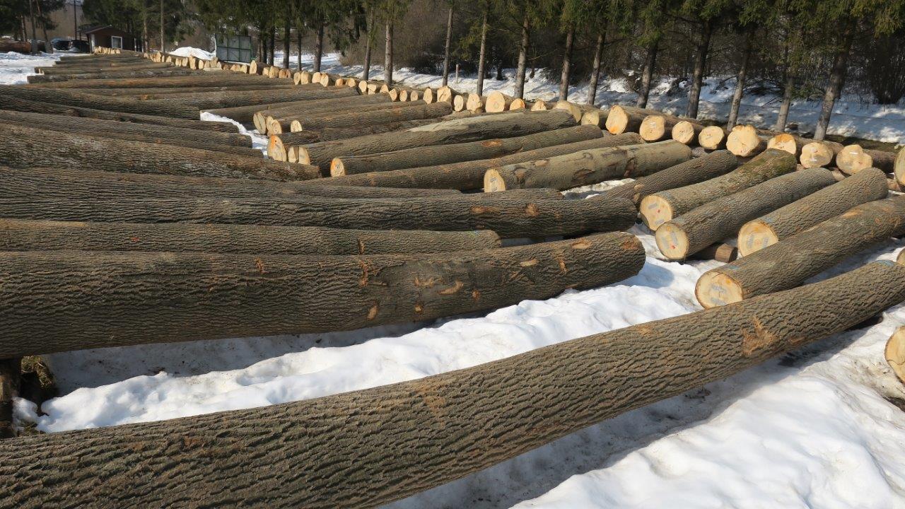 Cenne drewno z bieszczadzkich lasów sprzedane [ZDJĘCIA] - Zdjęcie główne