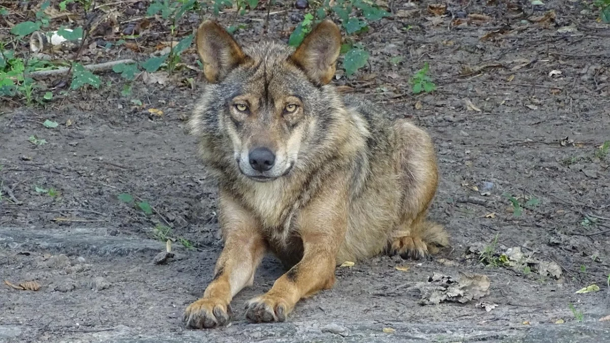 Czynniki wpływające na zachowanie wilków. Co wiedzą eksperci? - Zdjęcie główne