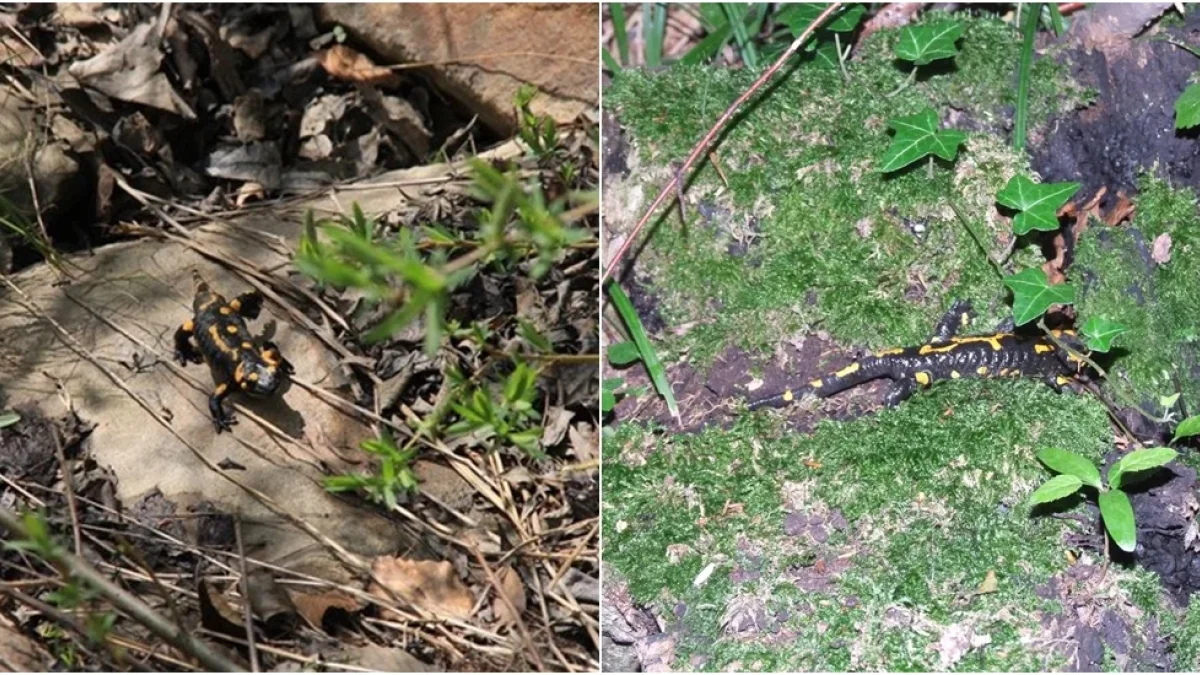 Podczas wędrówek po bieszczadzkich szlakach można spotkać salamandry plamiste. Dotykanie tego płaza może być niebezpieczne - Zdjęcie główne