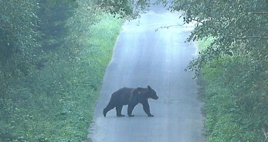Niedźwiedź przeciął drogę leśnikowi - Zdjęcie główne