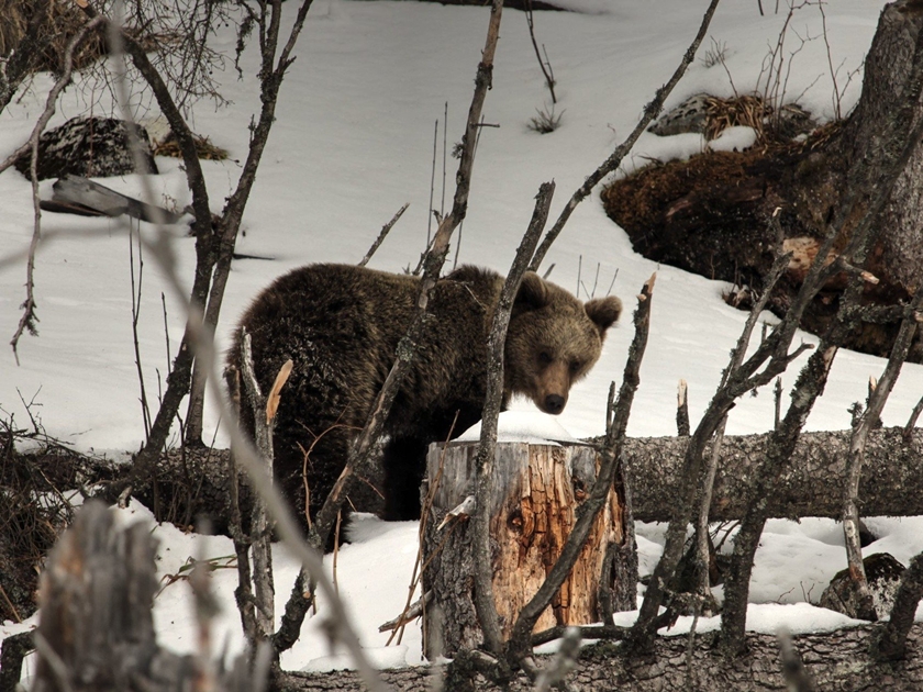 Ciemną nocą na sianie. Waleczne niedźwiadki z Nadleśnictwa Baligród! [FILM] - Zdjęcie główne