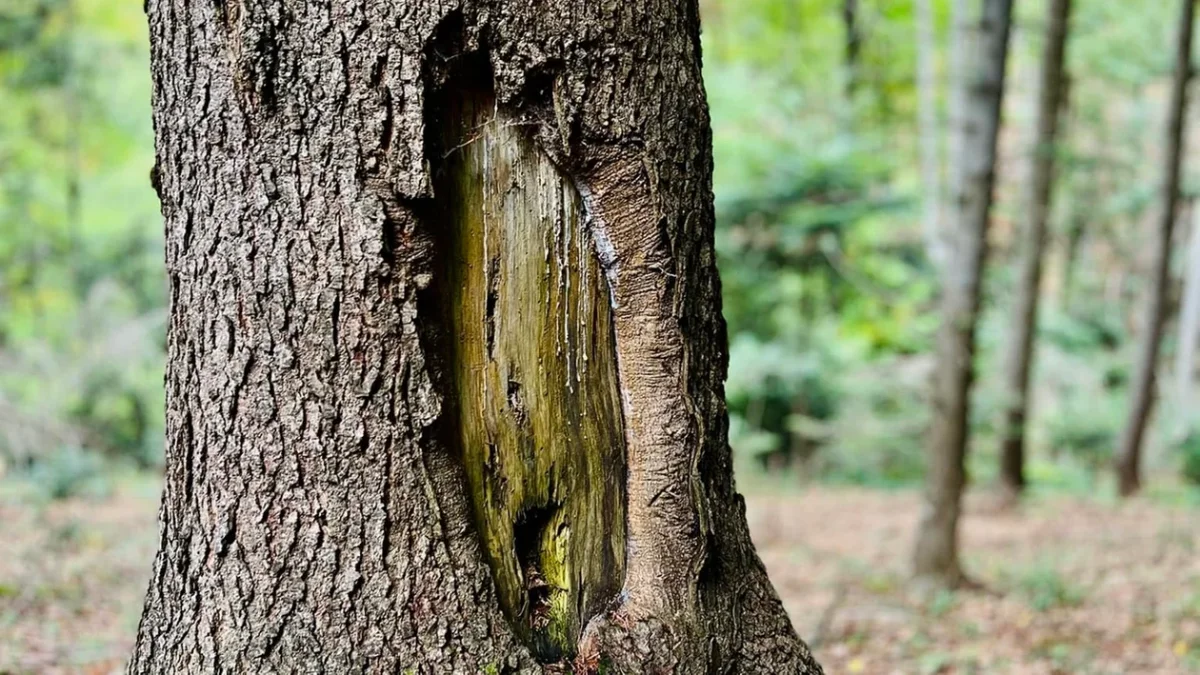 Bieszczady. Tam, gdzie bytują niedźwiedzie możemy znaleźć takie znaki na drzewie. Leśnicy ostrzegają - Zdjęcie główne