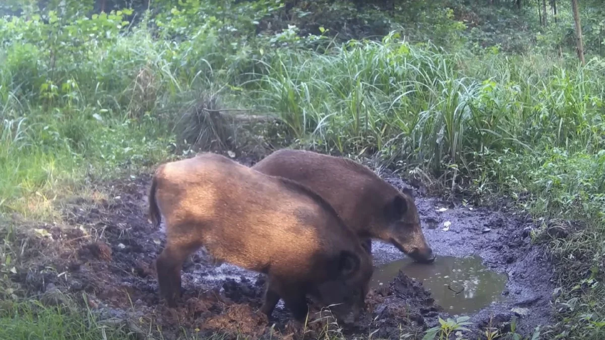 Dwa dziki wyganiają wielkiego jelenia z błota. Zobaczcie nagranie [WIDEO] - Zdjęcie główne