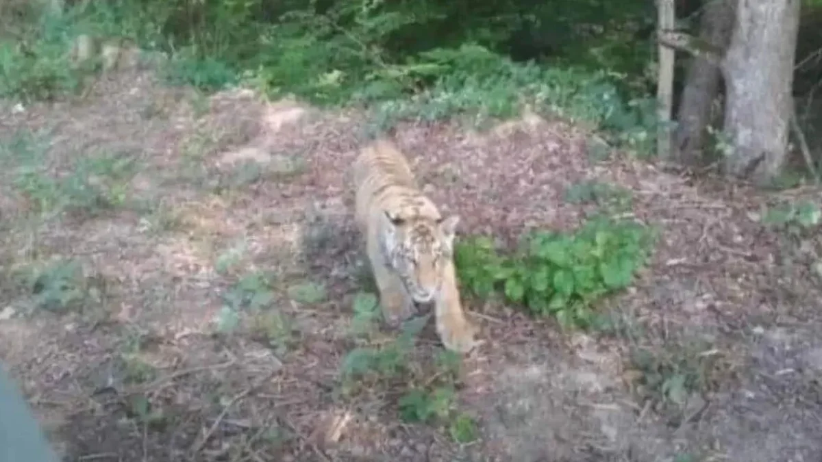 Z ukraińskiego zoo uciekł tygrys i przeszedł na teren Słowacji. Policja: zwierzę może przebywać w niedalekiej odległości od Bieszczadów - Zdjęcie główne