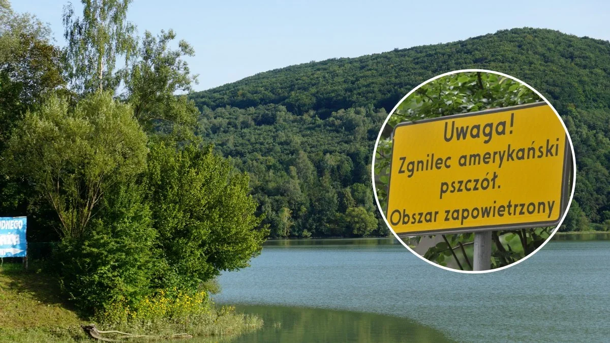 Zgnilec amerykański pszczół i tajemniczy znak w bieszczadzkich miejscowościach. O co chodzi? - Zdjęcie główne