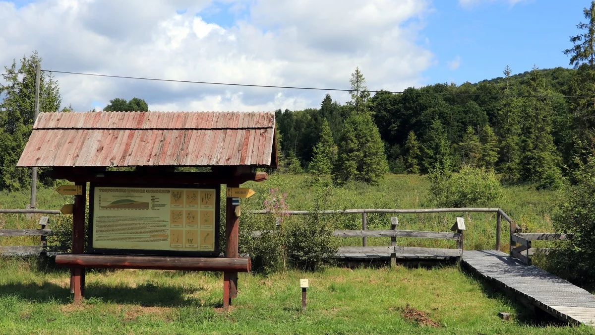 Ścieżką salamandry przez torfowisko Wołosate - Zdjęcie główne