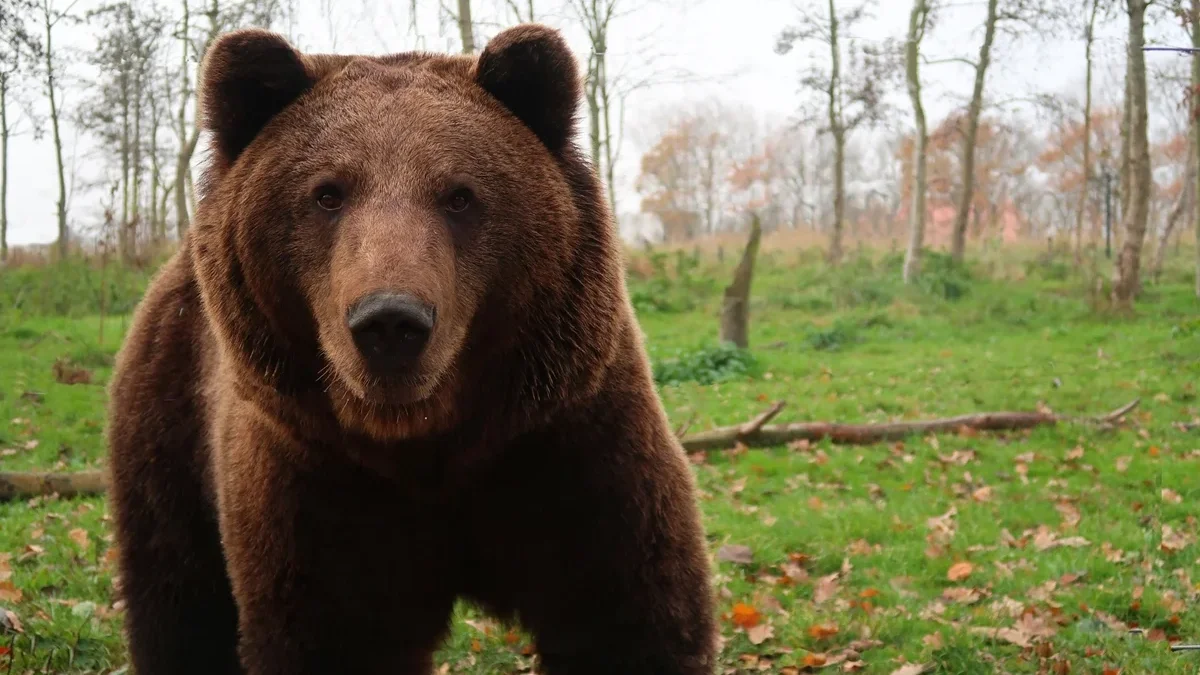 Bieszczady. Idzie wiosna, niedźwiedzie budzą się z zimowego snu. Jak zachować się w przypadku spotkania z tym drapieżnikiem? - Zdjęcie główne