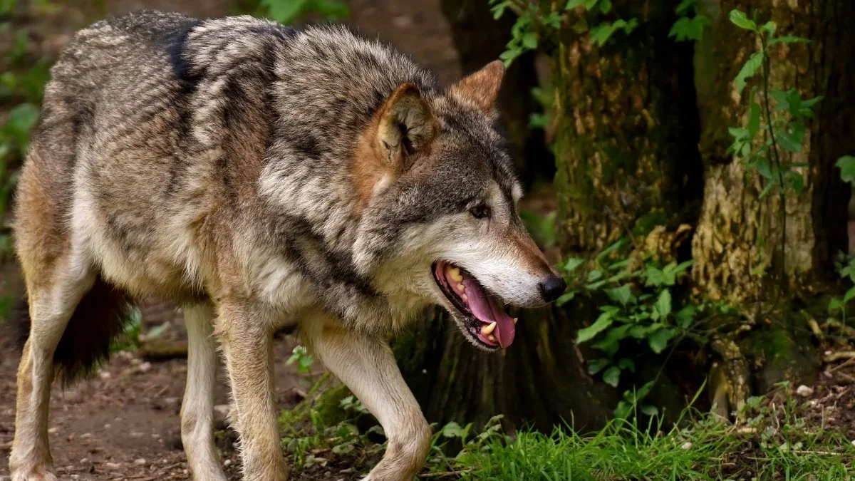 Wilk sieje strach w Ustrzykach Dolnych. Widziany był w centrum miasta - Zdjęcie główne