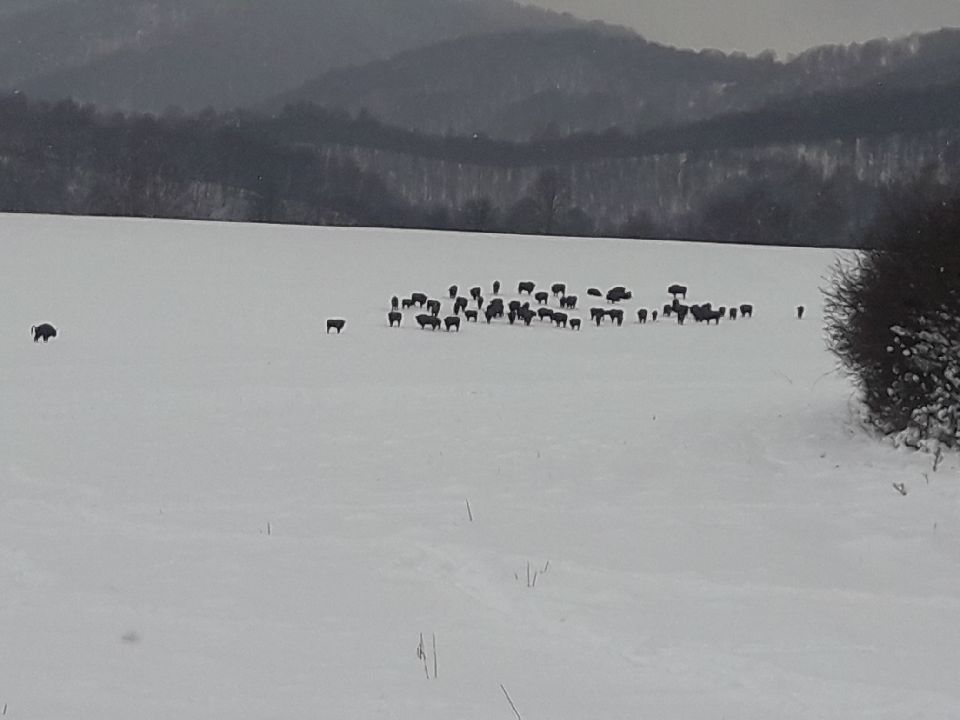 Stado żubrów w dolinie Sanu