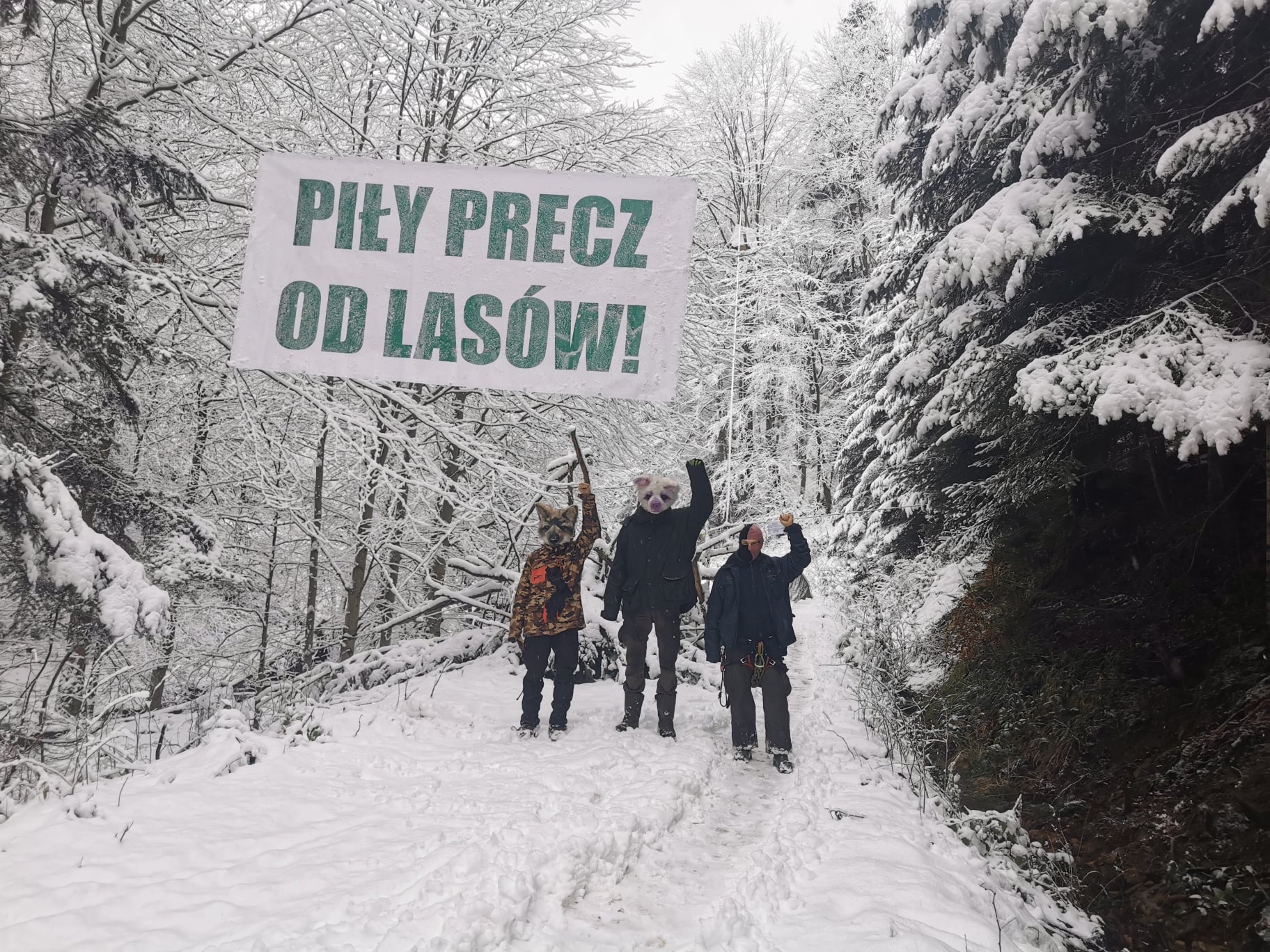 Wilczyce prowadzą blokadę wycinki w Puszczy Karpackiej! [ZDJĘCIA] - Zdjęcie główne
