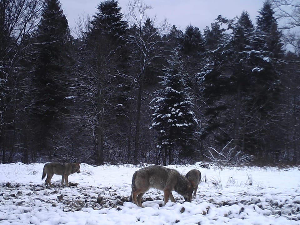 Kolacja drapieżników w Bieszczadach [FILM] - Zdjęcie główne