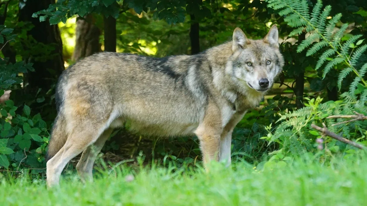 Jest zgoda na odstrzał trzech wilków występujących na terenie powiatu bieszczadzkiego. Działania mają zapewnić bezpieczeństwo - Zdjęcie główne