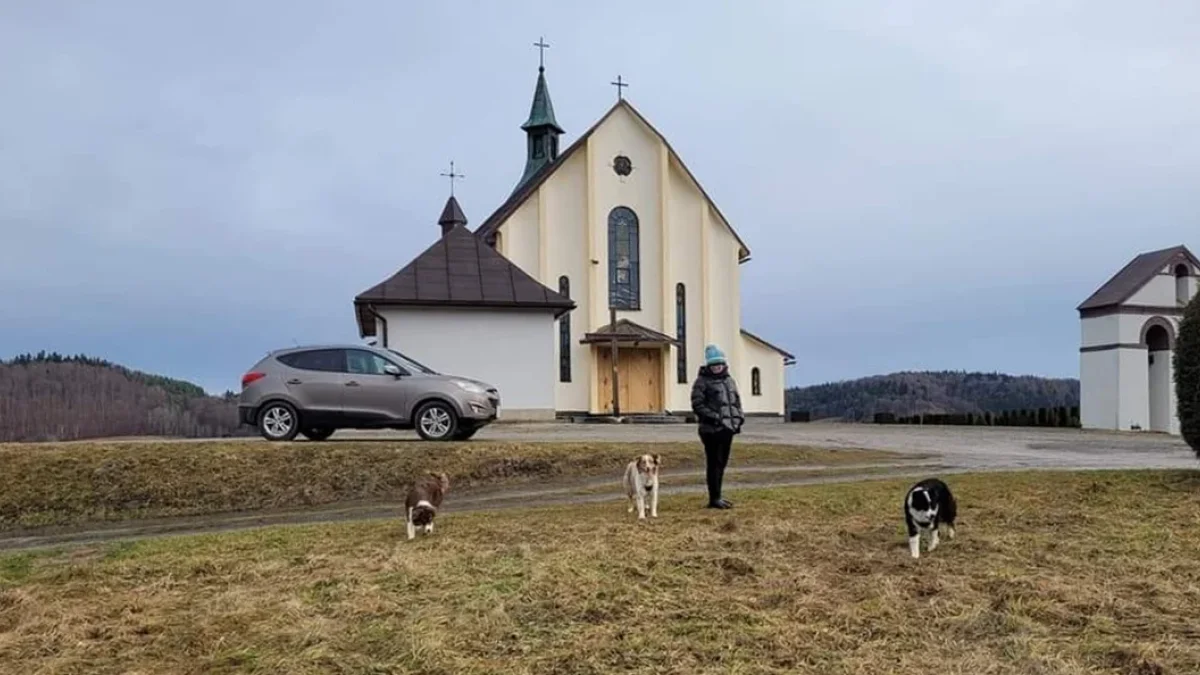 Podczas tragicznego pożaru w Bieszczadach ocalał pies Franki. Teraz trwają jego poszukiwania - Zdjęcie główne