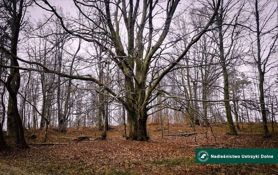 10 października. Święto Drzewa [FOTO] - Zdjęcie główne