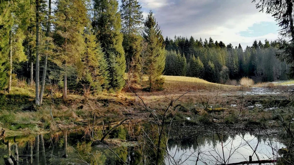 Bieszczady. Pogoda i warunki górskie na dziś. Środa, 03 stycznia - Zdjęcie główne