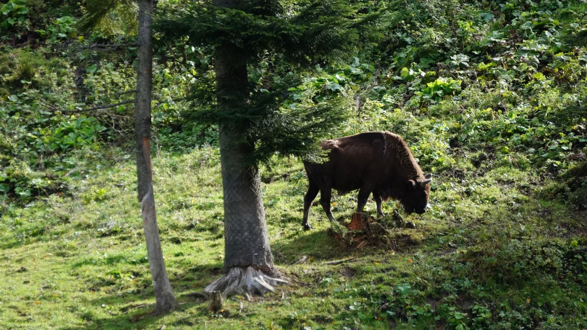 Bieszczady. Pokazowa Zagroda Żubrów w Mucznem. To miejsce, gdzie możemy zobaczyć zwierzęta w ich naturalnym środowisku [ZDJĘCIA, WIDEO] - Zdjęcie główne