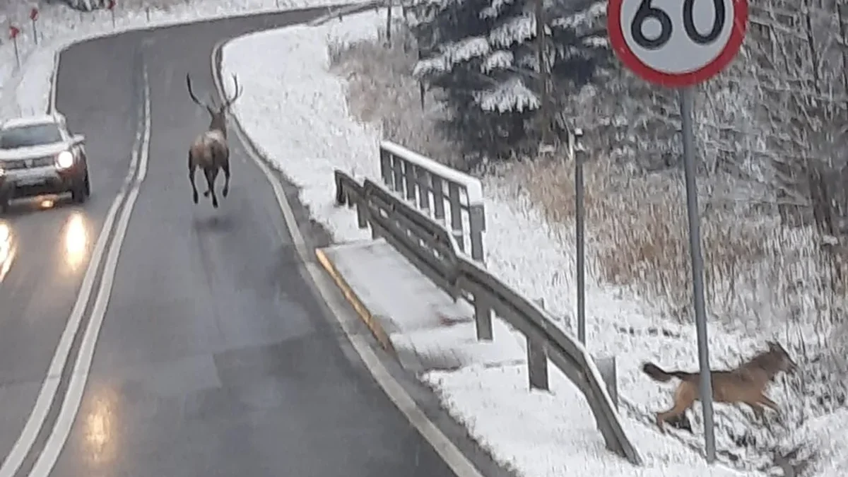 Na bieszczadzkich drogach można trafić na różne sytuacje. W Cisnej przed nadjeżdżające samochody wbiegła zwierzyna leśna - Zdjęcie główne