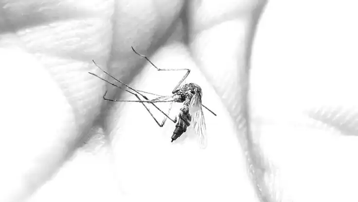 Poznaj wroga, czyli walka z komarami - Zdjęcie główne