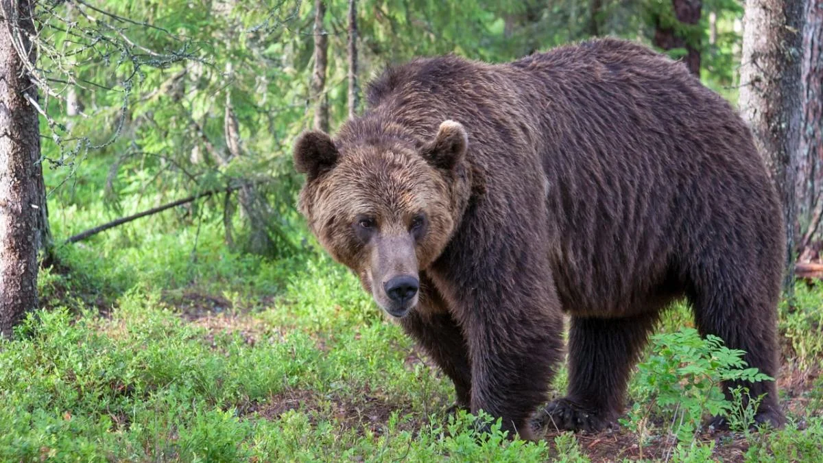 Nowe odkrycia dotyczące populacji niedźwiedzi w Bieszczadach. Co ustalili naukowcy? - Zdjęcie główne