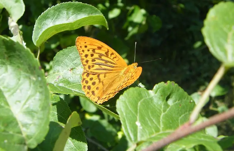 fot. Asia Paś / Dostojka latonia