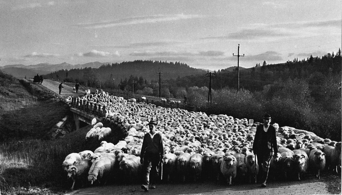 Historia starej fotografii. Czasy, kiedy po Bieszczadach maszerowały spore stada owiec. Na ich czele zawsze szedł baca - Zdjęcie główne