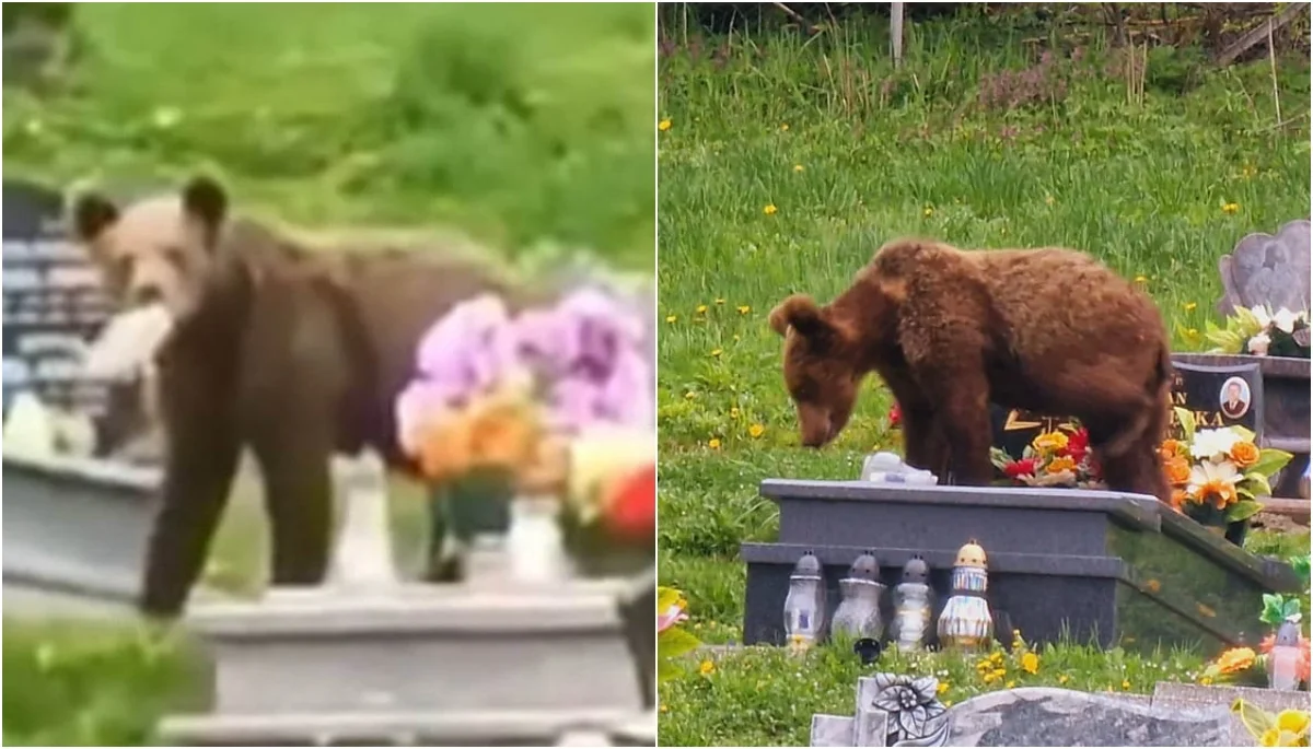 Niedźwiedź złapany na gorącym uczynku. Podczas spaceru po cmentarzu w Wołkowyi zjadał parafinę ze zniczy [WIDEO] - Zdjęcie główne